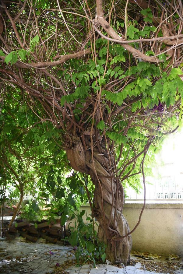 B&B Al Vecchio Glicine Torre Canne Εξωτερικό φωτογραφία